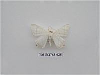 藏品(尺蛾332)的圖片